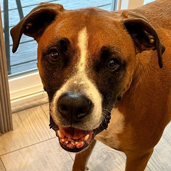 NEW Bark Box Mystery Toy Large Dog Bundle 2 Toys - Picture 2 of 3